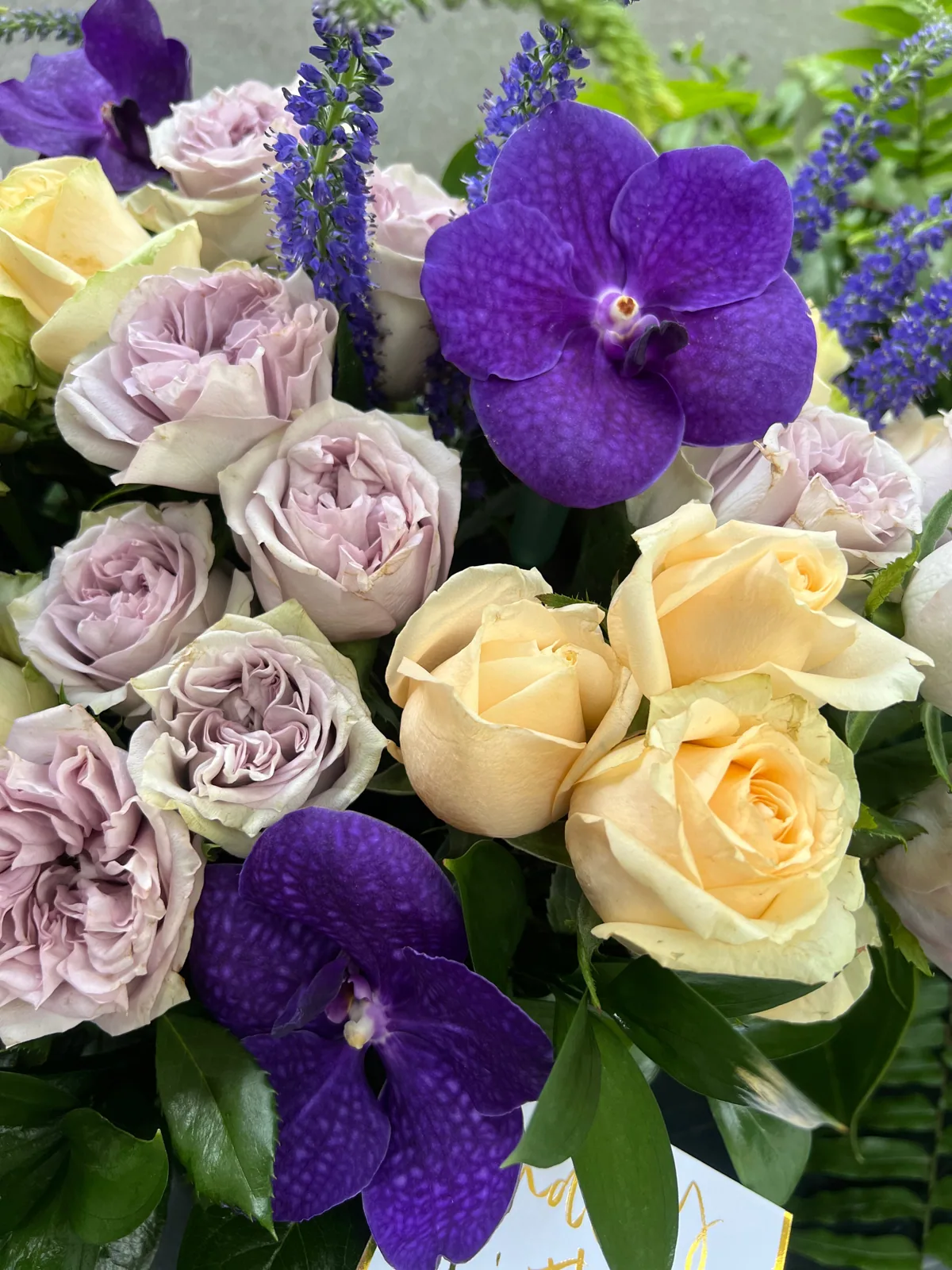 Purple vanda